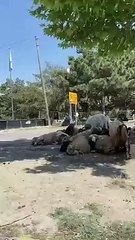 Van'ın cadde ve sokaklarında kurbanlıklar satılıyor