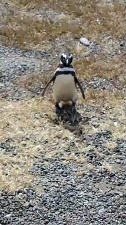 pinguin
