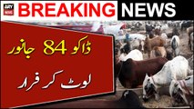 Armed men steal 84 sacrificial goats from Karachi