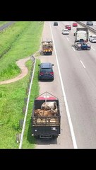 14 lembu korban Aidiladha esok dirampas ‘rentas’ tanpa permit