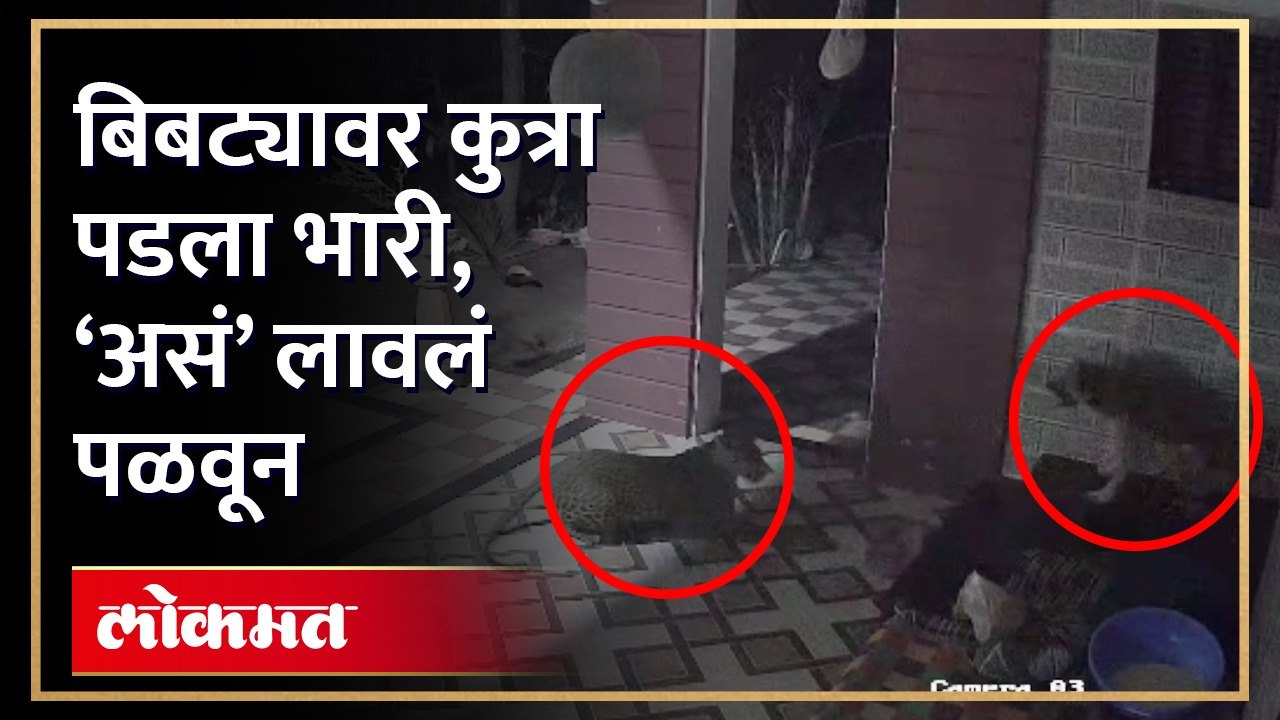 दबक्या पावलानं बिबट्या आला, कुत्रा भिडला अन्, सीसीटीव्हीत थरार कैद | Leopard VS Dog | CCTV | RA4