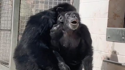 Watch: 28-year-old former lab chimpanzee sees sky for first time