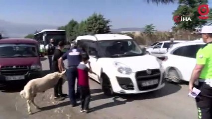 Kurbanlığı ayaklarından tutup çocuk gibi yürüttüler