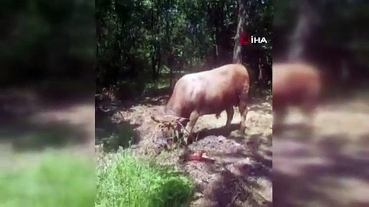 Il a recherché le veau sacrificiel qui s'est échappé à Pendik comme un cow-boy à cheval.
