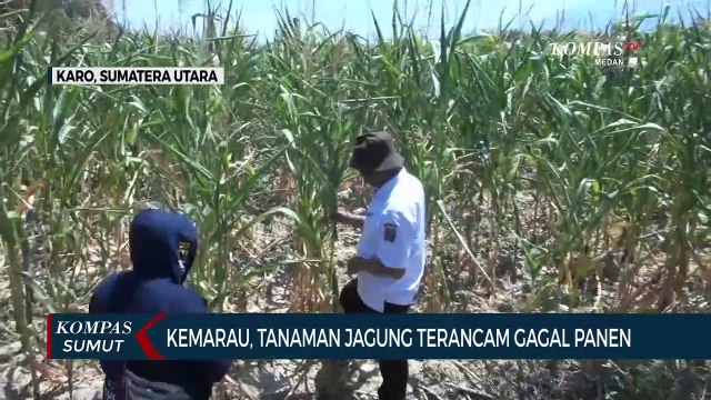 Tanaman Jagung Seluas 56 Ribu Hektare di Karo Terancam Gagal Panen