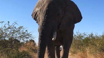 Couple On Anniversary Trip Have Incredible Close Elephant Encounter | Wild-ish TV