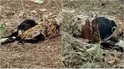 VIDEO: 20 फीट का अजगर निगल गया जिंदा बकरा, फिर हो गई ऐसी हालत