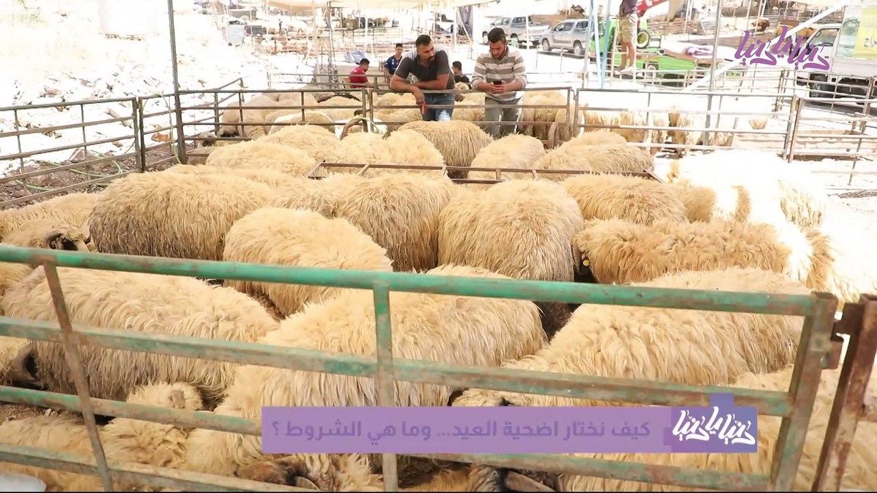 مع اقتراب عيد الأضحى أسعار وأنواع لحوم الأضاحي