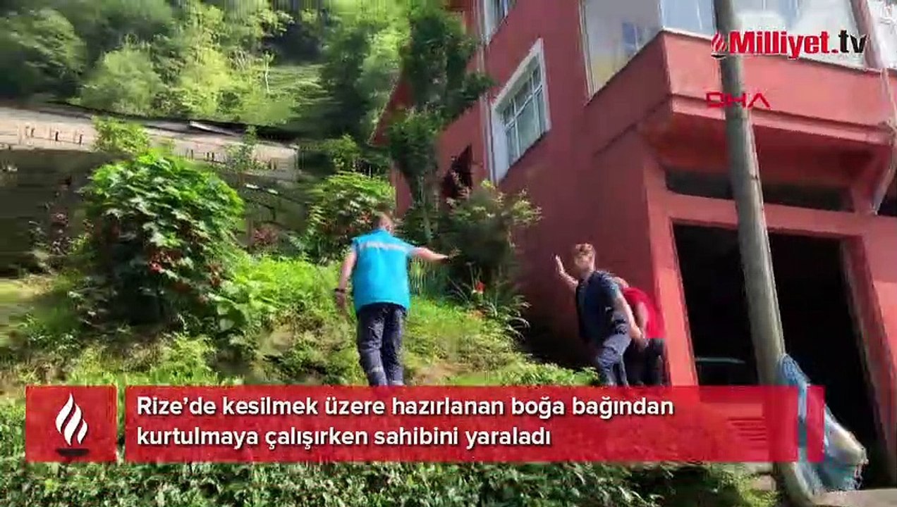 Kurbanlık boğa sahibine dehşeti yaşattı! 'Kendimize güvendik o bizden erkek çıktı'