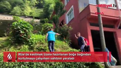 Kurbanlık boğa sahibine dehşeti yaşattı! 'Kendimize güvendik o bizden erkek çıktı'
