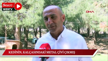 Kedinin beline çivi çakıldı sanılmıştı, gerçek farklı çıktı