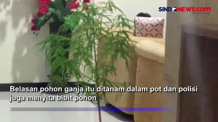 Ganja Ditanam dalam Pot Ditemukan dalam Penggerebekan Rumah Mewah di Gowa