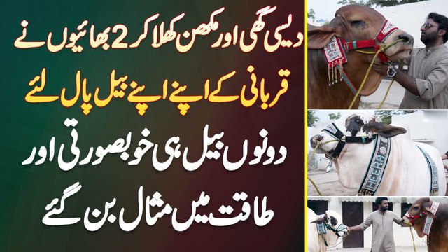 Desi Ghee Or Makhan Khila Ke 2 Bhaiyon Ne Qurbani Ke Bail Paal Lie - Bail Khubsurti Me Misal Ban Gae