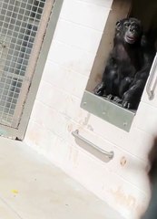 29 yıl boyunca bir metrekarelik kafeste tutulan şempanze gökyüzüyle böyle tanıştı