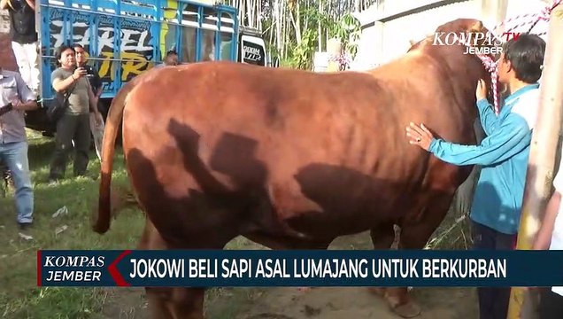 Jokowi Beli Sapi Milik Peternak Lumajang untuk Kurban, Bobot 1,150 Ton