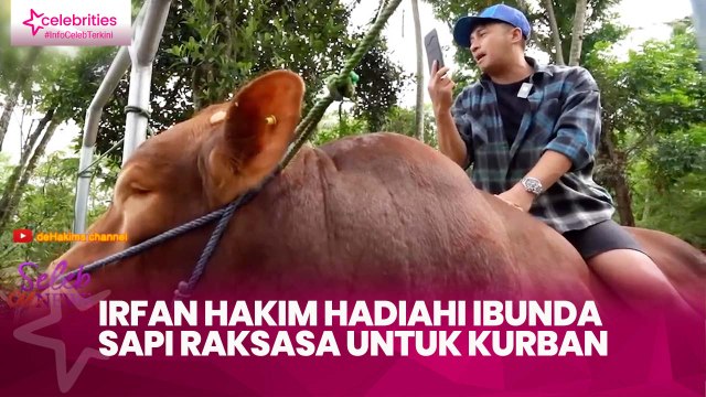 Irfan Hakim Hadiahi Ibunda Sapi Raksasa untuk Kurban