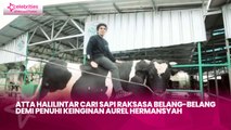 Atta Halilintar Cari Sapi Raksasa Belang-Belang demi Penuhi Keinginan Aurel Hermansyah