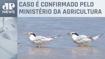 Santa Catarina identifica gripe aviária em ave silvestre