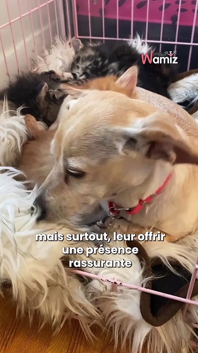 Cette chienne est une véritable cat sitter