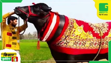 Information about buffalo worth 9 crores In Kisan Bulletin 28 June 2023 On Green TV