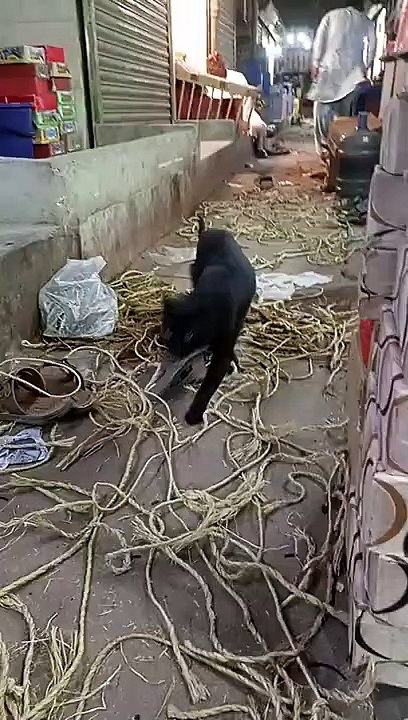 black cat