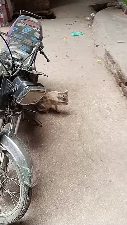 Good nice cats