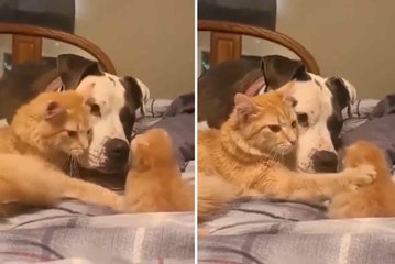 Vídeo fofo: toda orgulhosa, mamãe gata apresenta seu filhote para o cão da casa