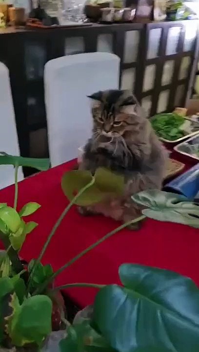 cat Cutest thing you'll see today