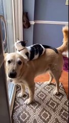 cat Cutest thing you'll see today