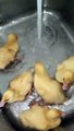 Ducklings Zoom In Sink Water