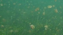 Proliferación de medusas 'huevo frito' en el Mar Menor