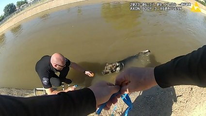 Rescuers use freshly baked muffin to lure exhausted dog out of canal