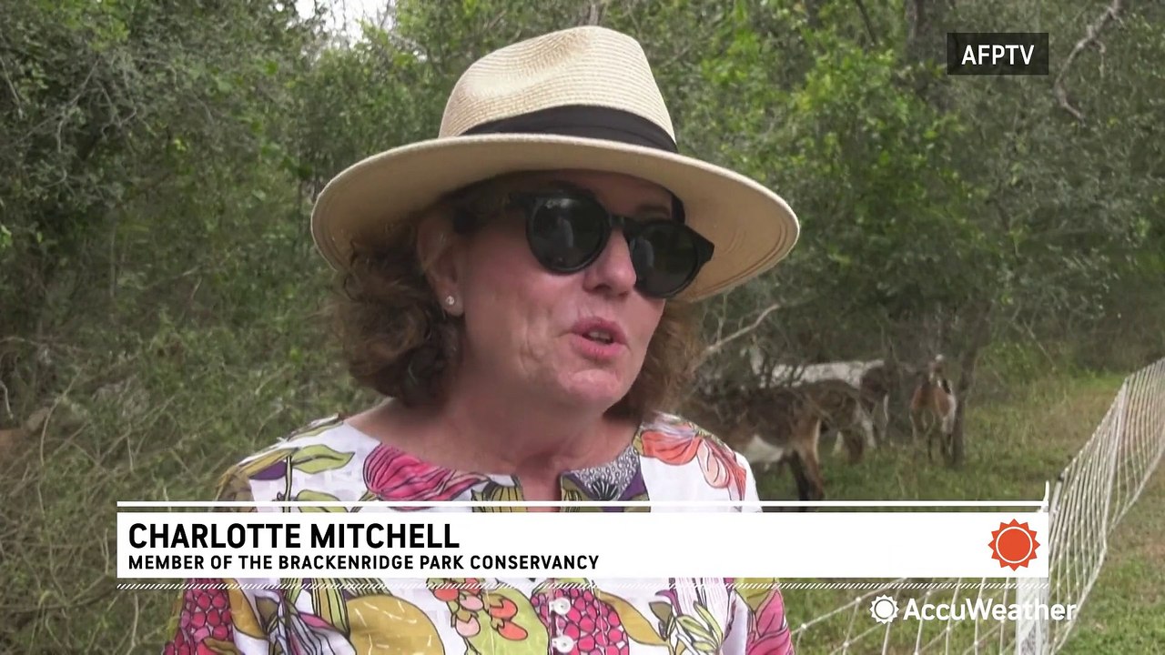 Environmentalist goats tackle Texas weed problem
