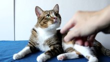 Fluffy Cat Washes His Little Nose (1)