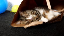 Funny Cat Loves to Sit in a Paper Bag (28)