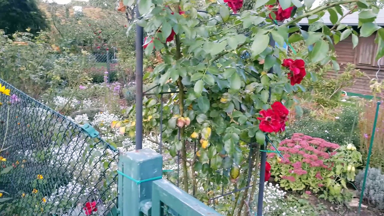 Rote und gelbe Blumen #Deutsch #GermanForBeginners #BeginnerGerman