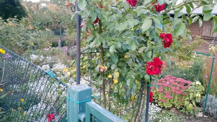 Rote und gelbe Blumen #Deutsch #GermanForBeginners #BeginnerGerman