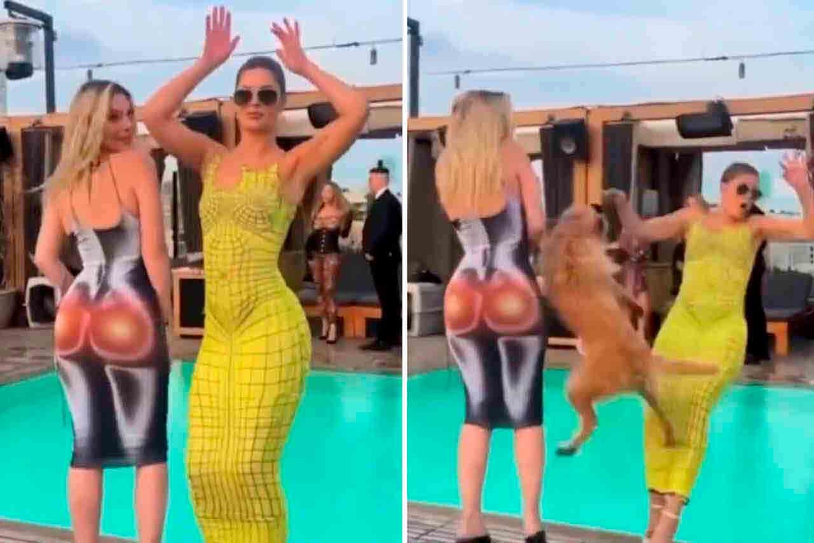 Vídeo hilário: cachorro põe fim à festa de mulheres fazendo pose à beira da piscina