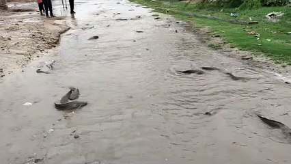 Ajab- gajab : सड़क पर मछलियां चलती देख हर कोई हैरत में, देखें Video