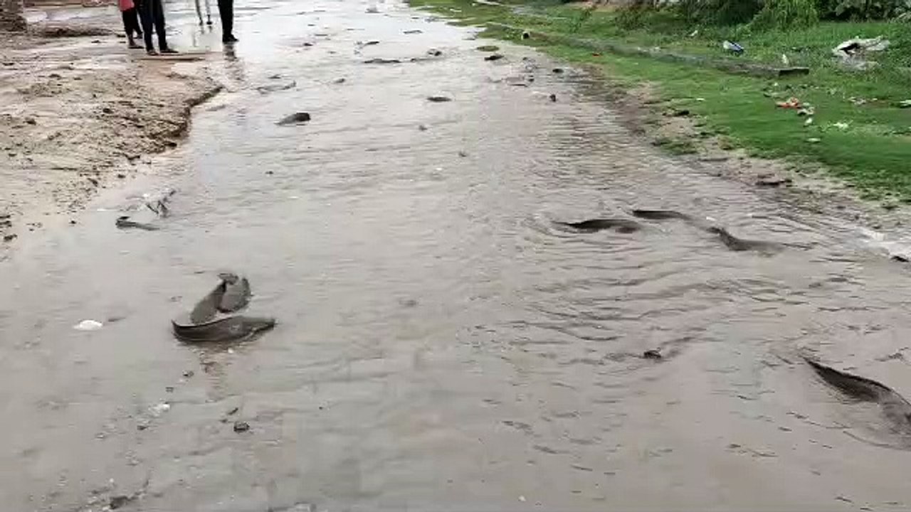 Ajab- gajab : सड़क पर मछलियां चलती देख हर कोई हैरत में, देखें Video