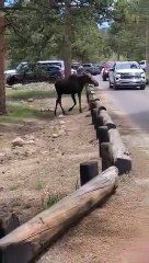 Moose In Rocky Mountain National Park Lot