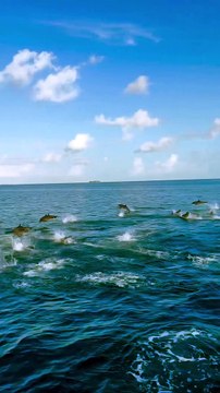 Maldives Island Dolphins spot