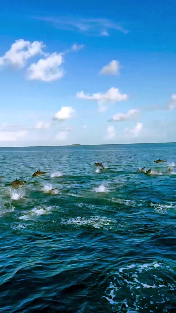⁣Maldives Island Dolphins spot