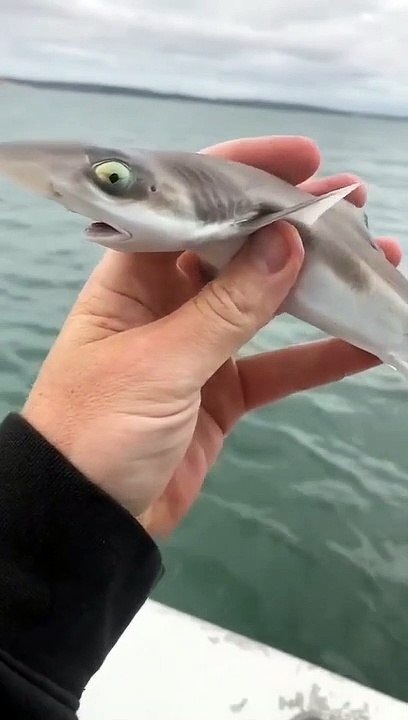 Baby Shark catching