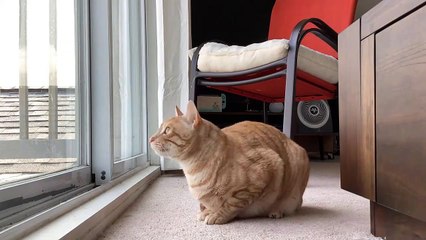 Le chat orange observe les oiseaux pendant neuf heures