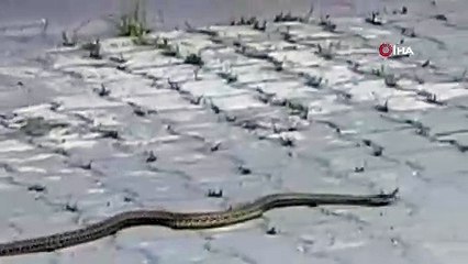 Hastane morgu önünde yılan paniği