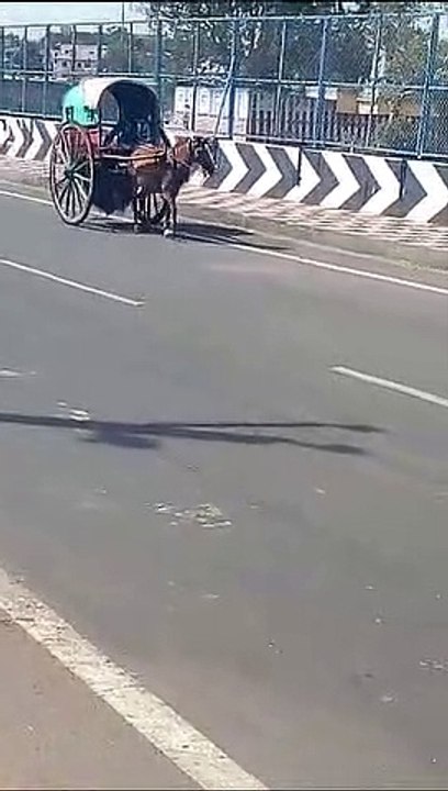 Horse vandi