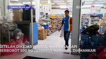 Detik-Detik Sapi Kurban di Plumpang Ngamuk, Seruduk Pintu Minimarket hingga Pecah