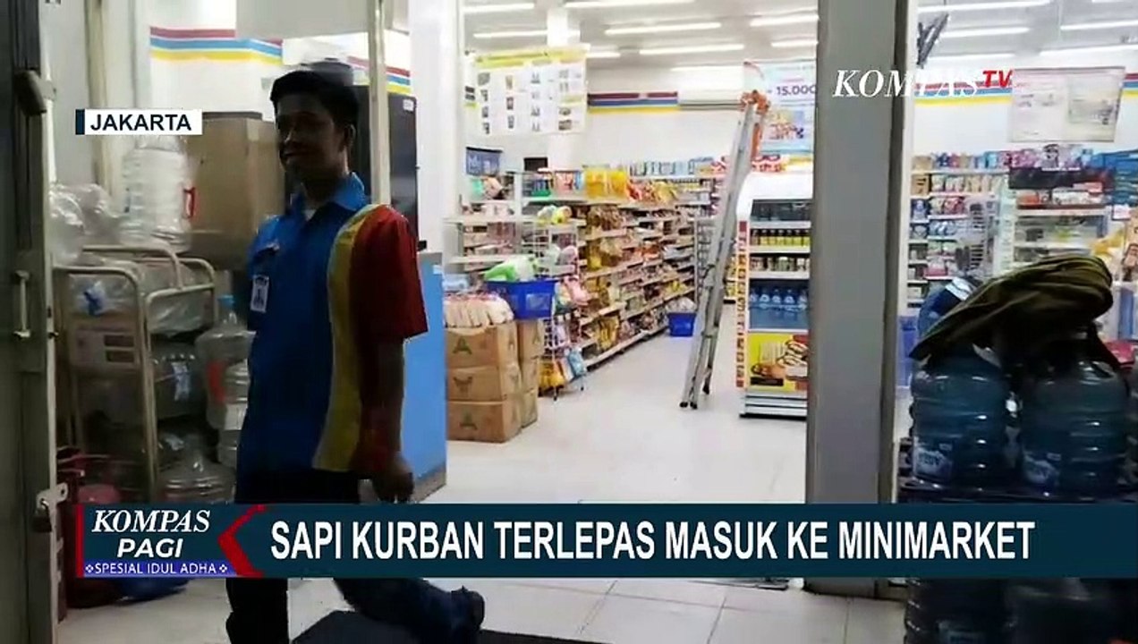 Sapi Kurban di Jakarta Utara Terlepas dan Kabur, Seruduk Tempat Bimbel hingga Masuk Minimarket!