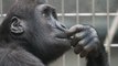Conmovedora reacción de una chimpancé que ve el cielo por primera vez tras vivir enjaulada toda su vida